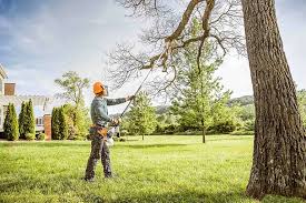 Best Palm Tree Trimming  in Havelock, NC